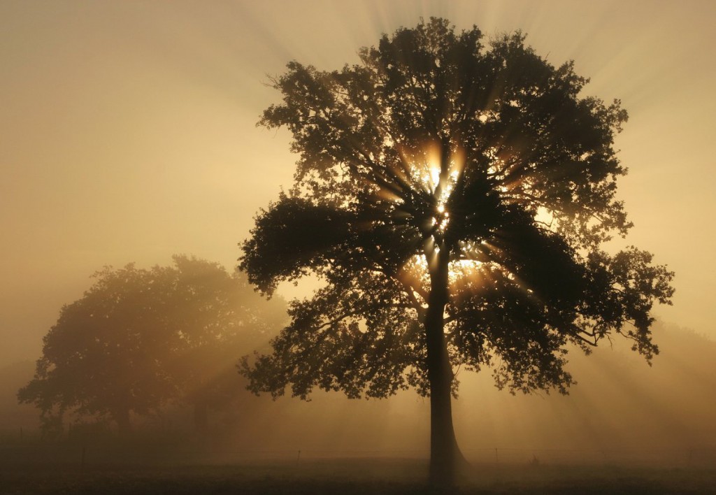 arbre de vie