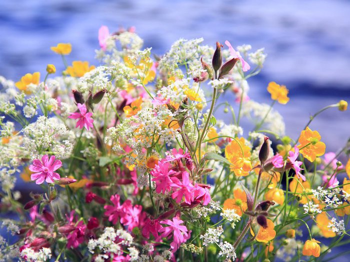 langage des fleurs